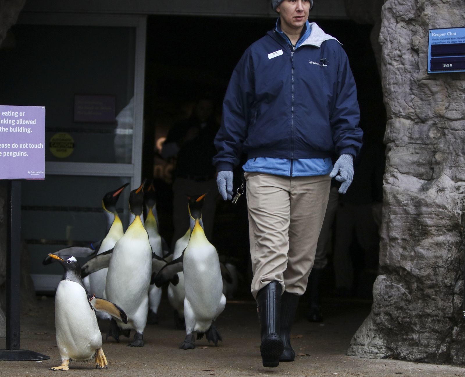 Penguin Pandemonium
